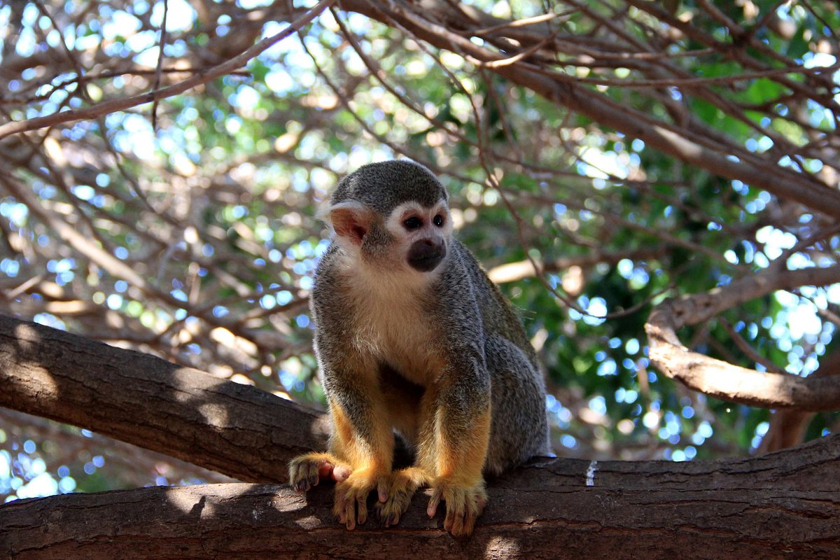 mono capuchino en árbol