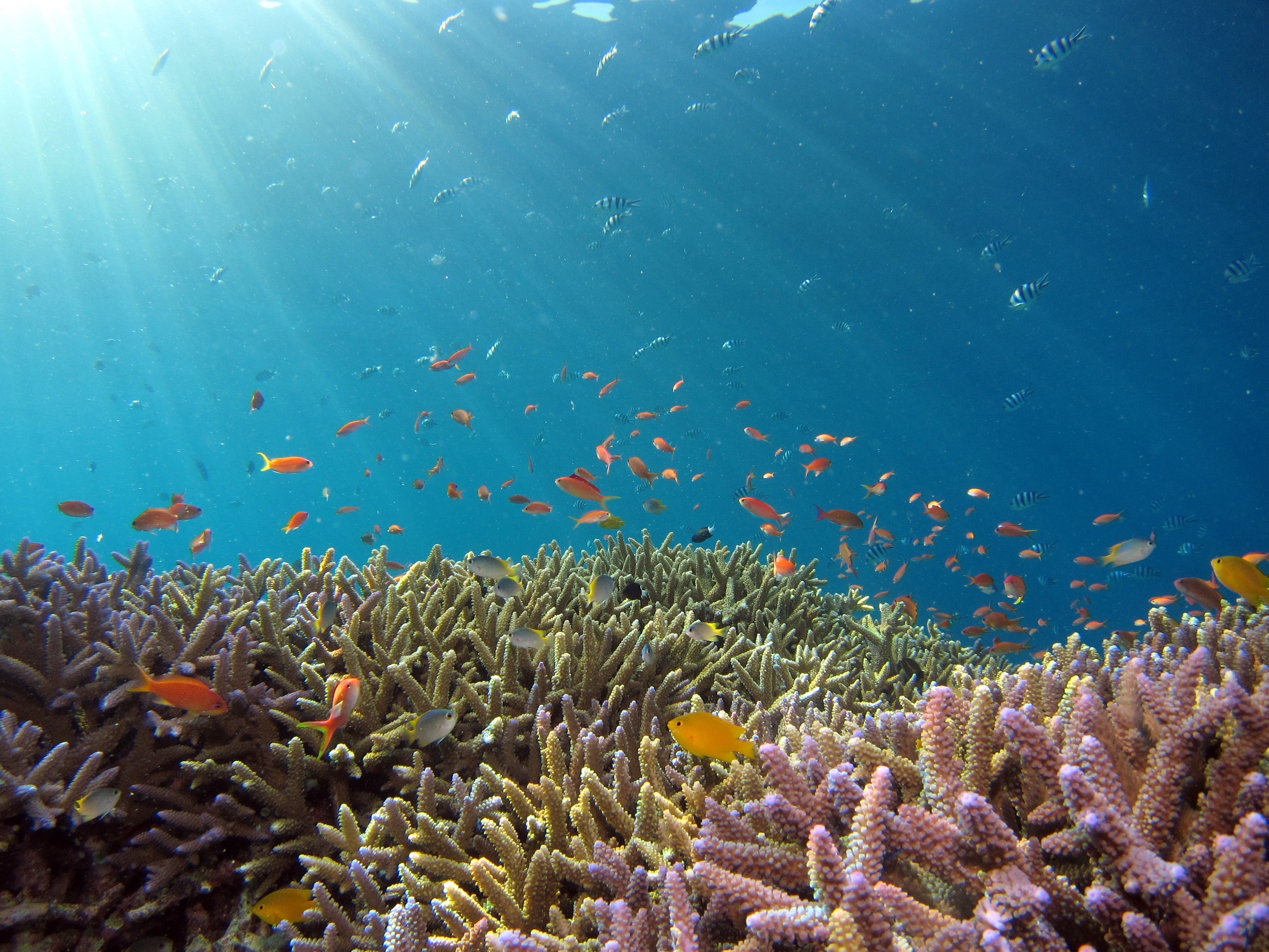 snorkel coral and fish underwater