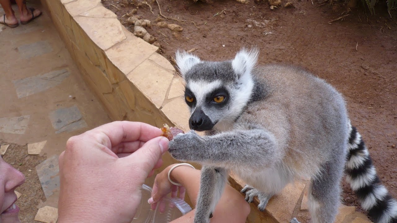 giving food to a lemur